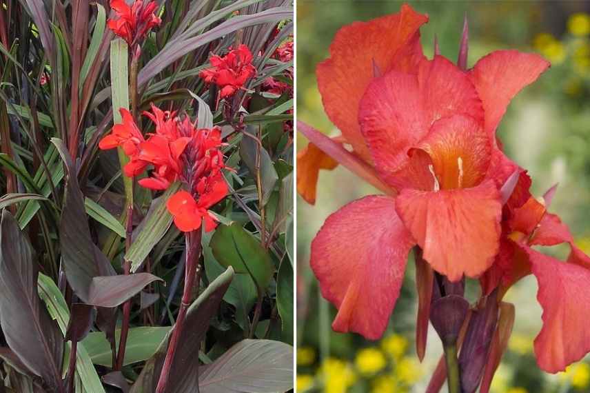 Bulbe d'été fleur rouge, floraison rouge bulbe été, fleur rouge été bulbeuse