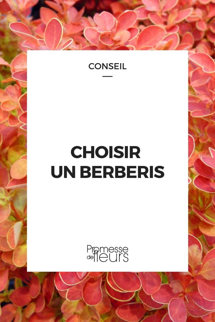 choix berberis arbuste