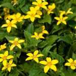 Chrysogonum : plantation, culture, entretien