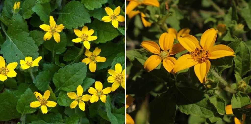 Chrysogonum virginianum, Chrysogonum, genou doré, vivace couvre-sol