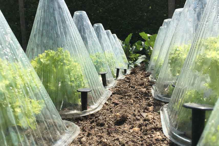 Cloches à salades