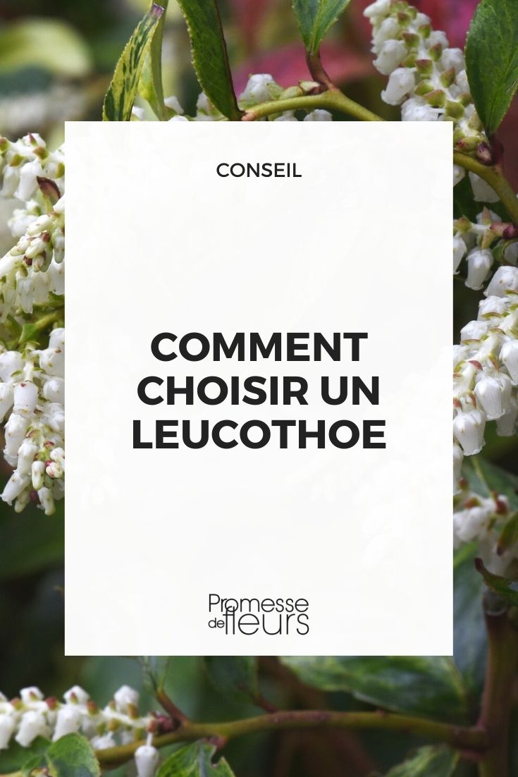 choix leucothoe