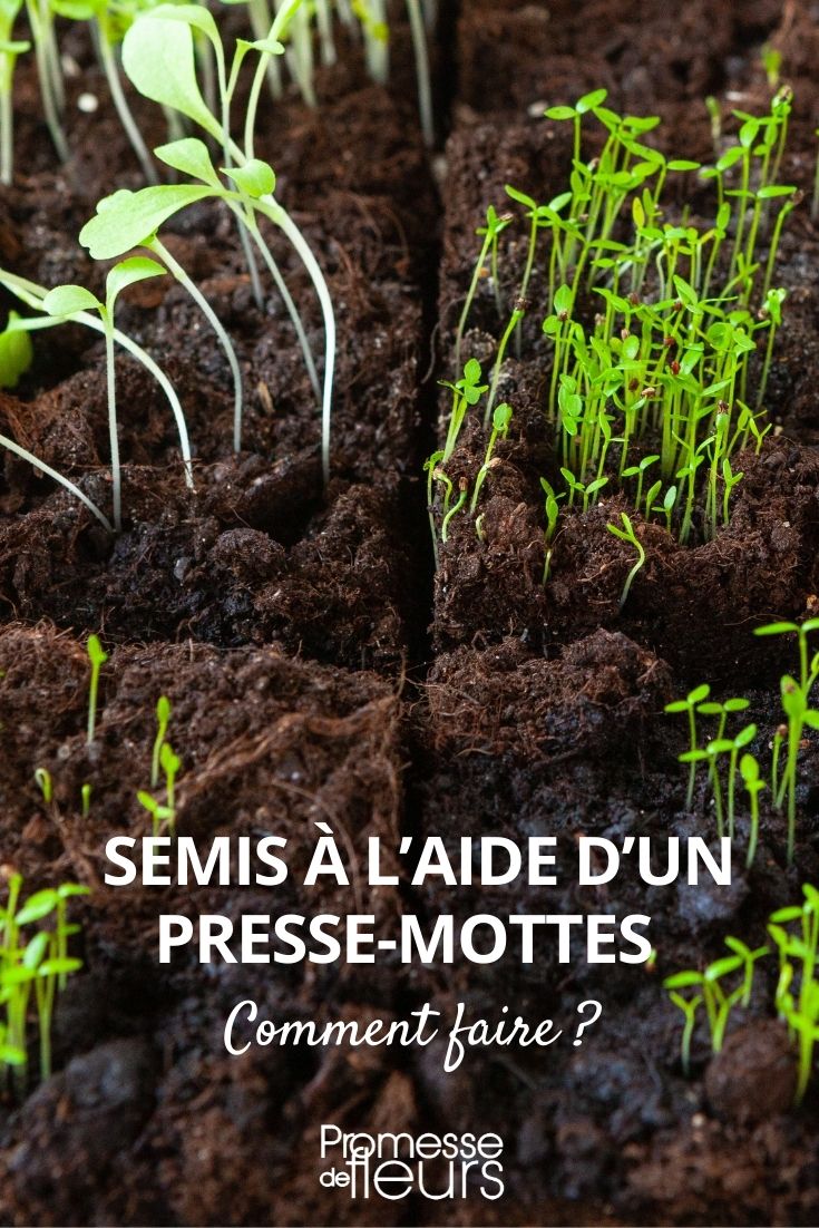 semer presse motte