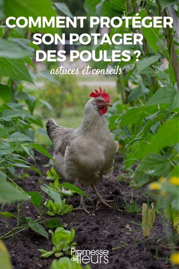 protection potager poules