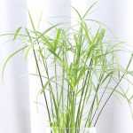 Cultiver un papyrus ou cyperus en pot