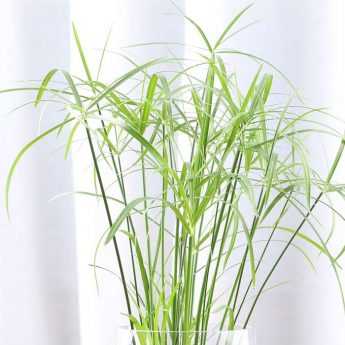 Cultiver un papyrus ou cyperus en pot