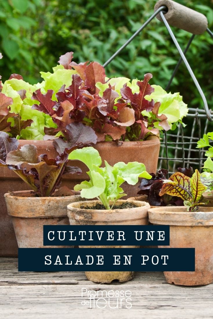 culture salade pot jardinière bac