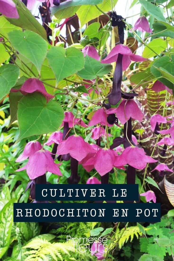 planter rhodochiton pot bac jardinière