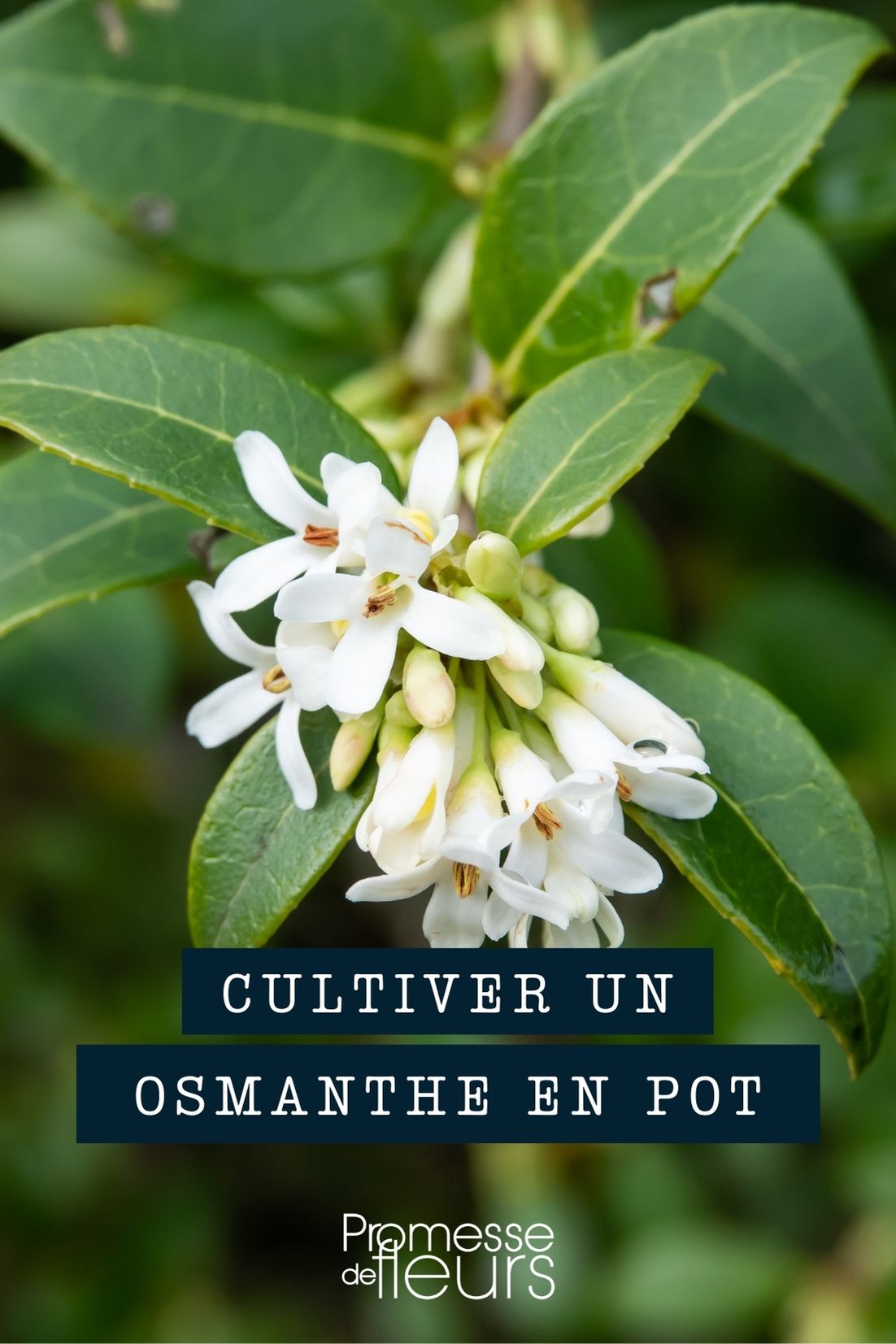 culture Osmanthus pot bac jardinière