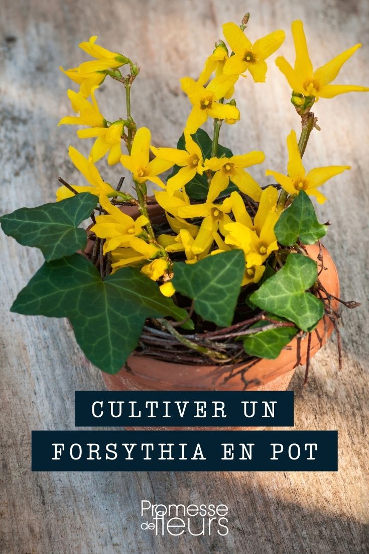 culture du forsythia pot bac