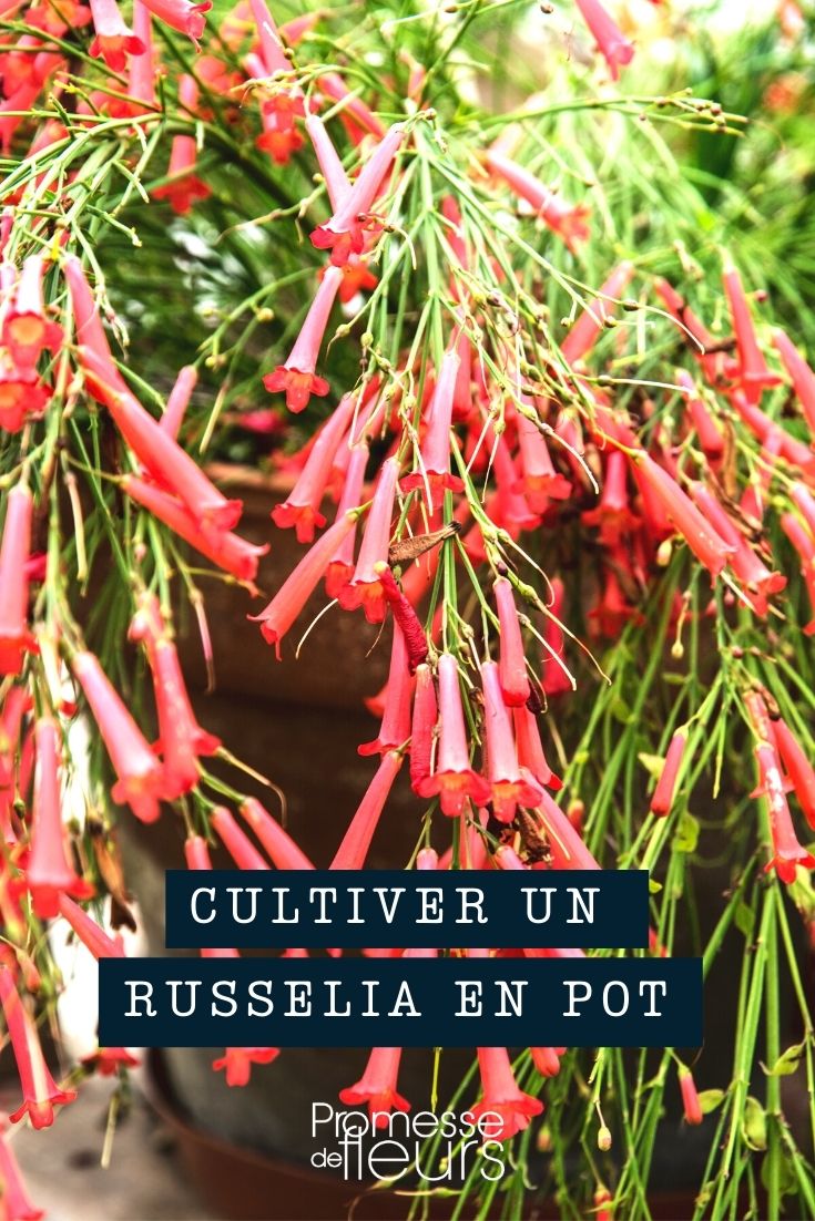 Cultiver un russelia en pot