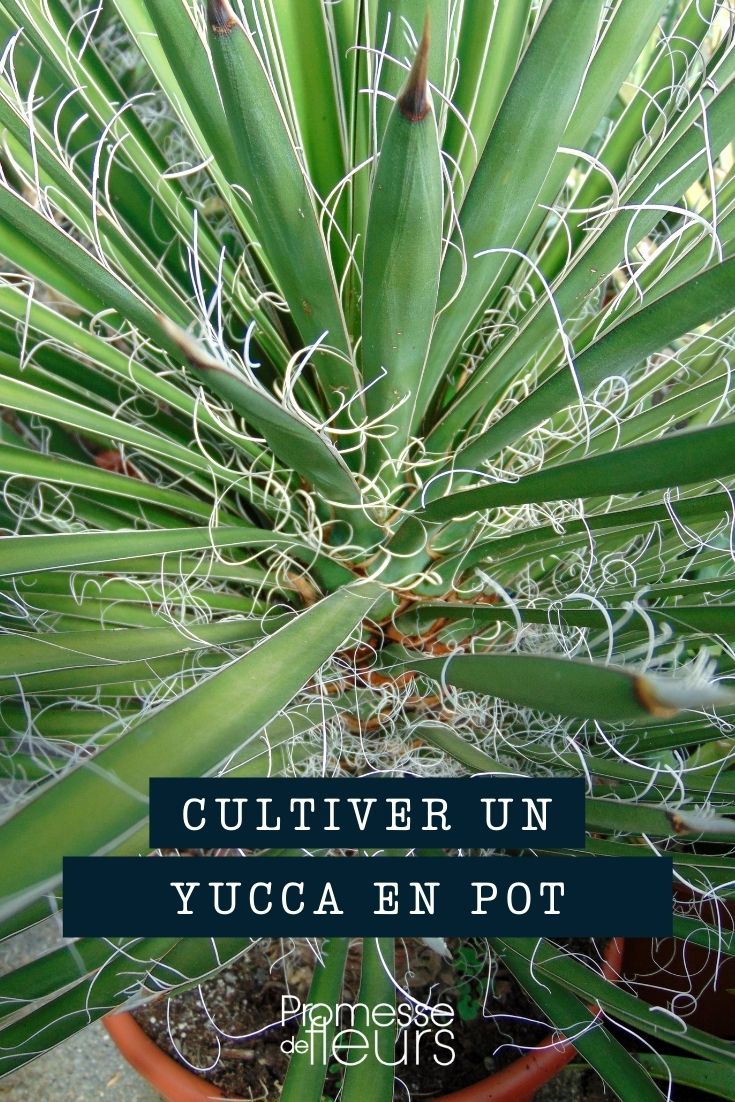 planter yucca pot jardinière bac