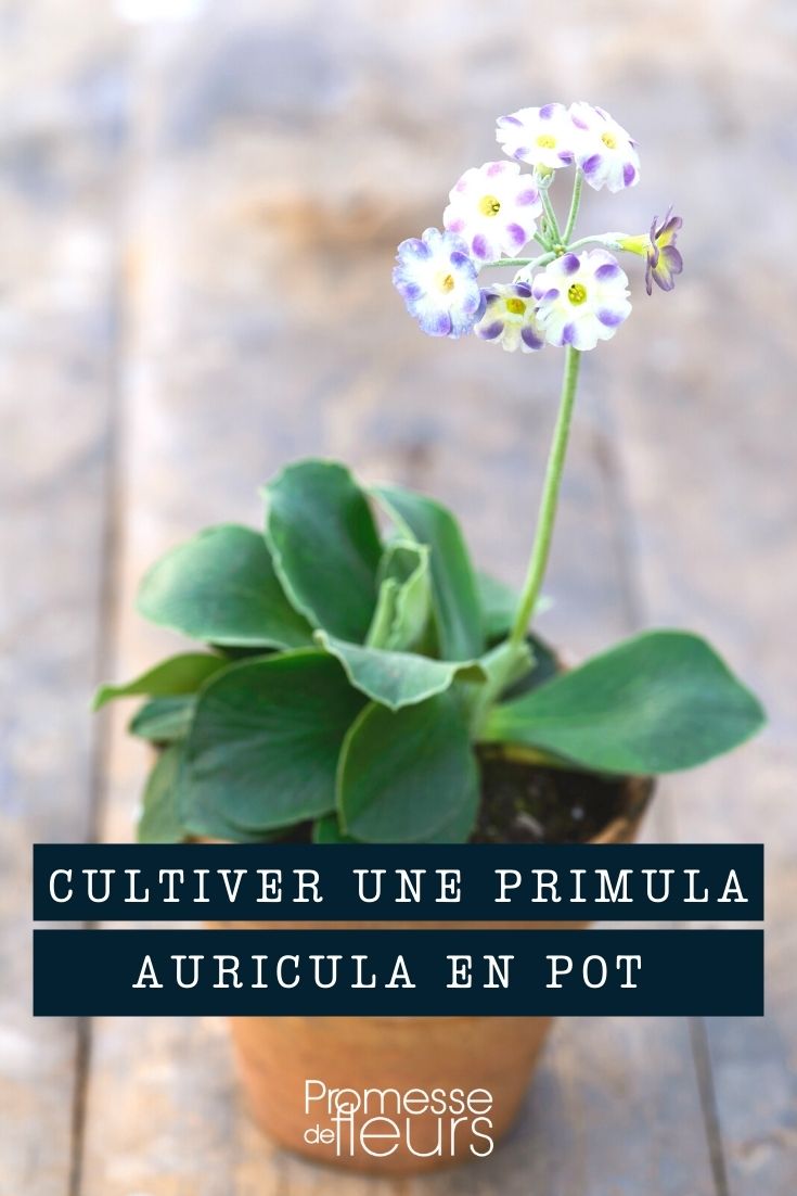 Cultiver une primula auricula en pot