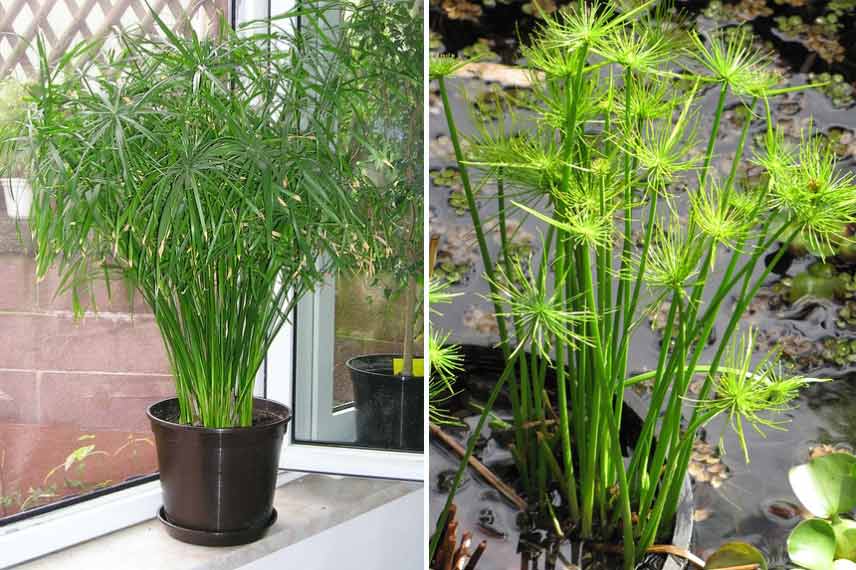 Cultiver un cyperus en pot