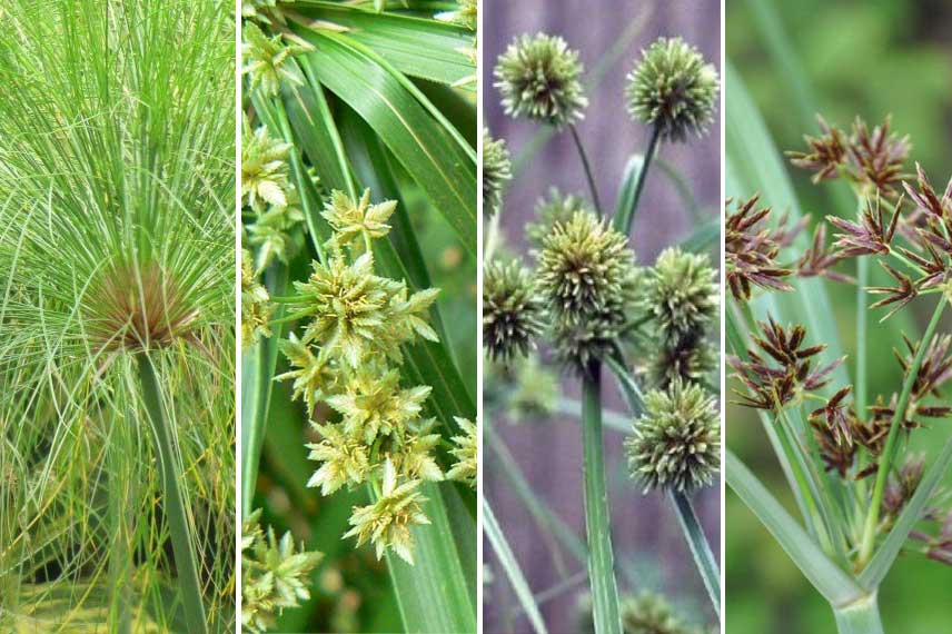 Cyperus en pot : les espèces