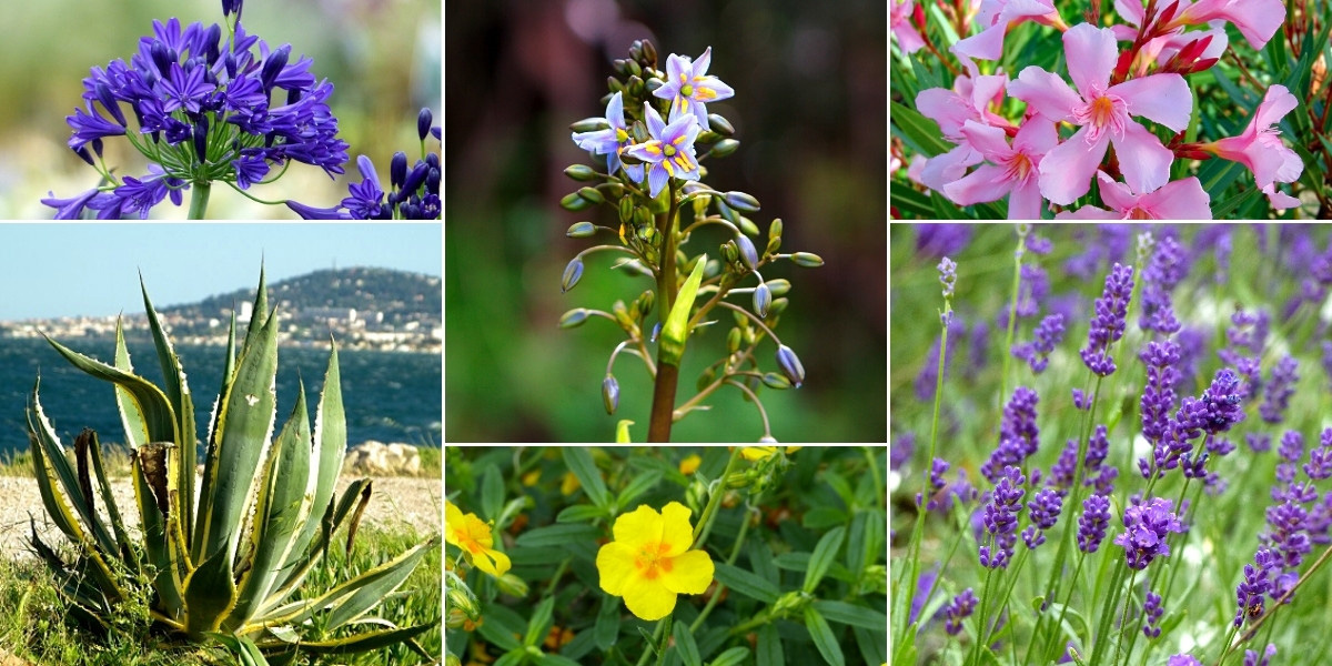 Inspiration pour associer le Dianella : jardin méditerranéen