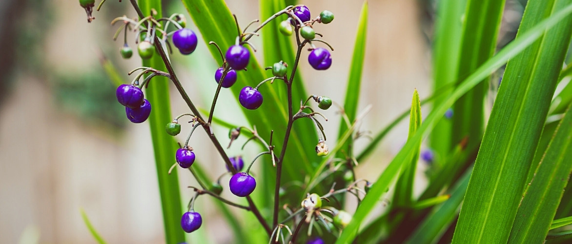 Les fruits décoratifs du Lis de Tasmanie