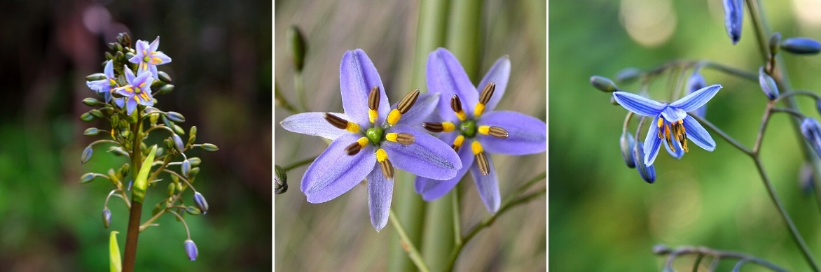 Les fleurs du Lis de Tasmanie