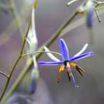 Dianella : Plantation, culture et entretien