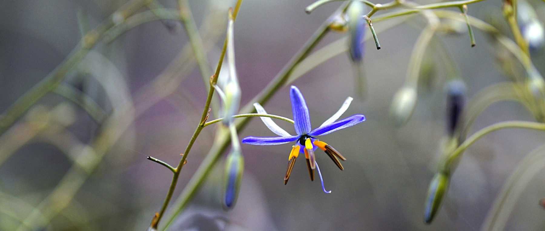 Dianella : Plantation, culture et entretien