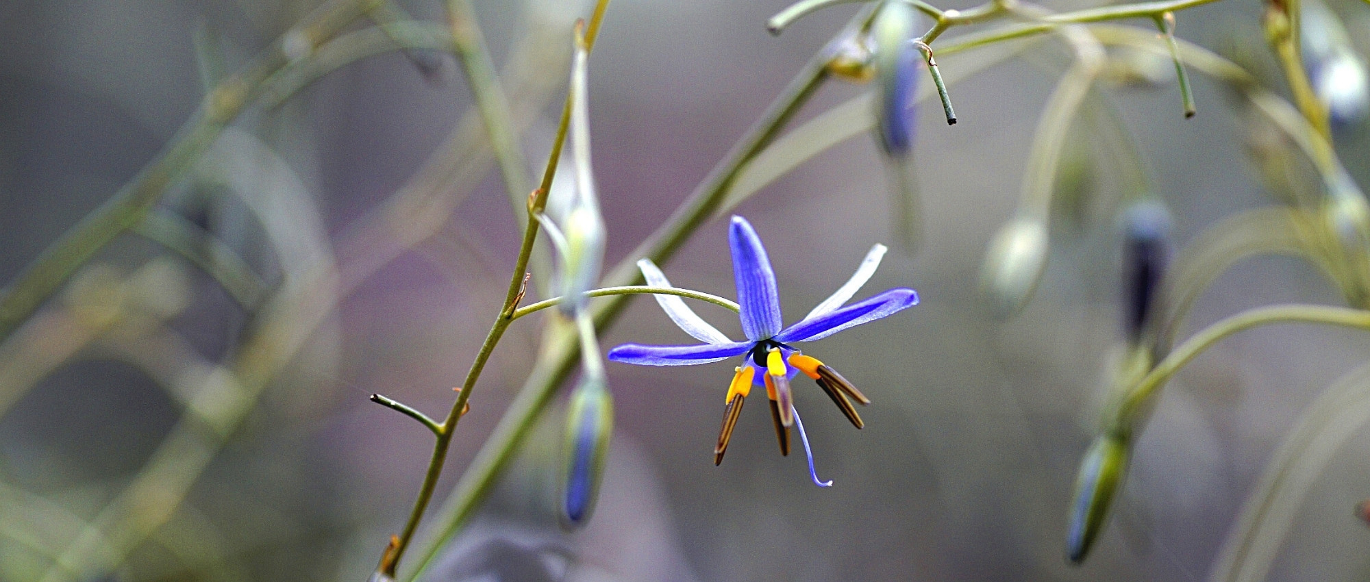 Dianella : Plantation, culture et entretien