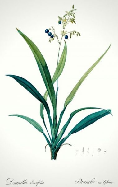 Planche botanique représentant le Dianella ensifolia