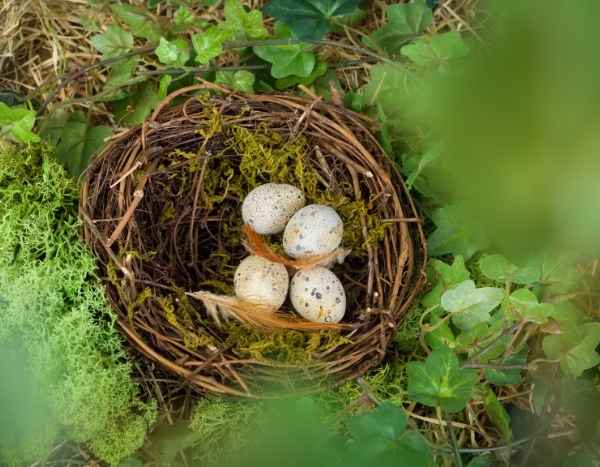 Comment favoriser la nidification des oiseaux dans votre jardin ?