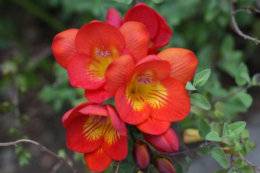 Bulbes de printemps a fleurs rouges