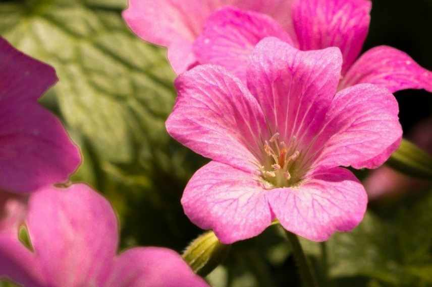 geraniums vivaces pour débutant, géraniums vivaces faciles, geranium vivaces indispensables, geranium vivace couvre sol