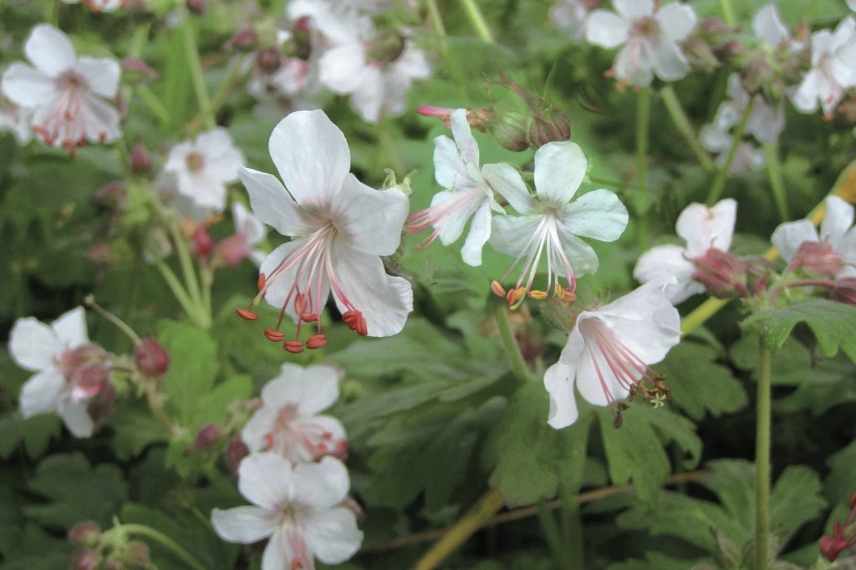 geraniums vivaces pour débutant, géraniums vivaces faciles, geranium vivaces indispensables, geranium vivace couvre sol