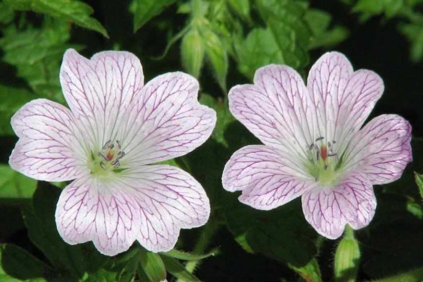 geraniums vivaces pour débutant, géraniums vivaces faciles, geranium vivaces indispensables, geranium vivace couvre sol