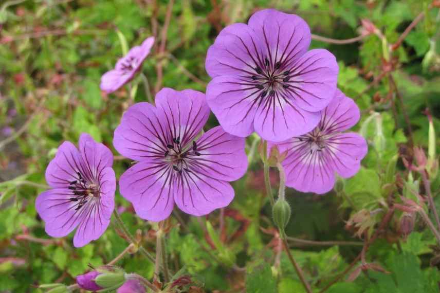 geraniums vivaces pour débutant, géraniums vivaces faciles, geranium vivaces indispensables, geranium vivace couvre sol