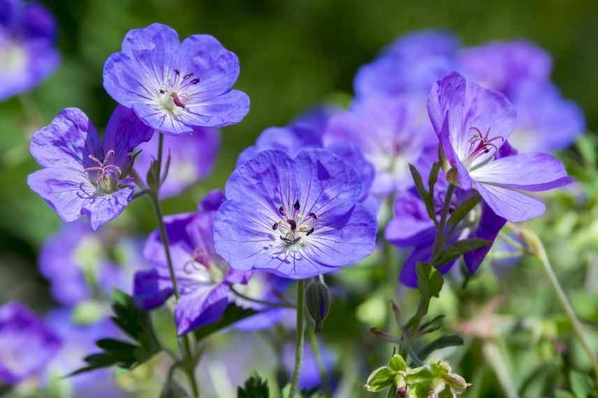 geraniums vivaces pour débutant, géraniums vivaces faciles, geranium vivaces indispensables, geranium vivace couvre sol