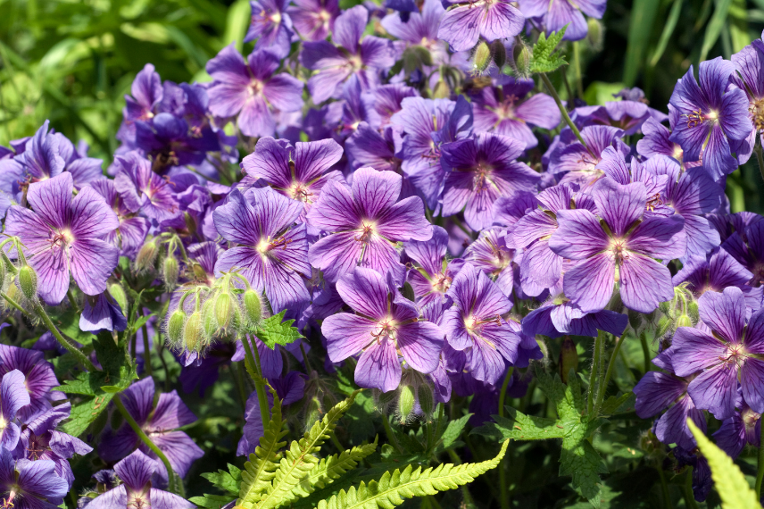 geraniums vivaces pour débutant, géraniums vivaces faciles, geranium vivaces indispensables, geranium vivace couvre sol