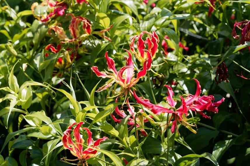 grimpante fleurs rouges, grimpante rouge, grimpante floraison rouge, plante grimpante rouge