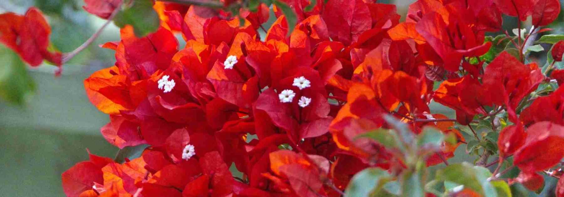 8 grimpantes à fleurs rouges