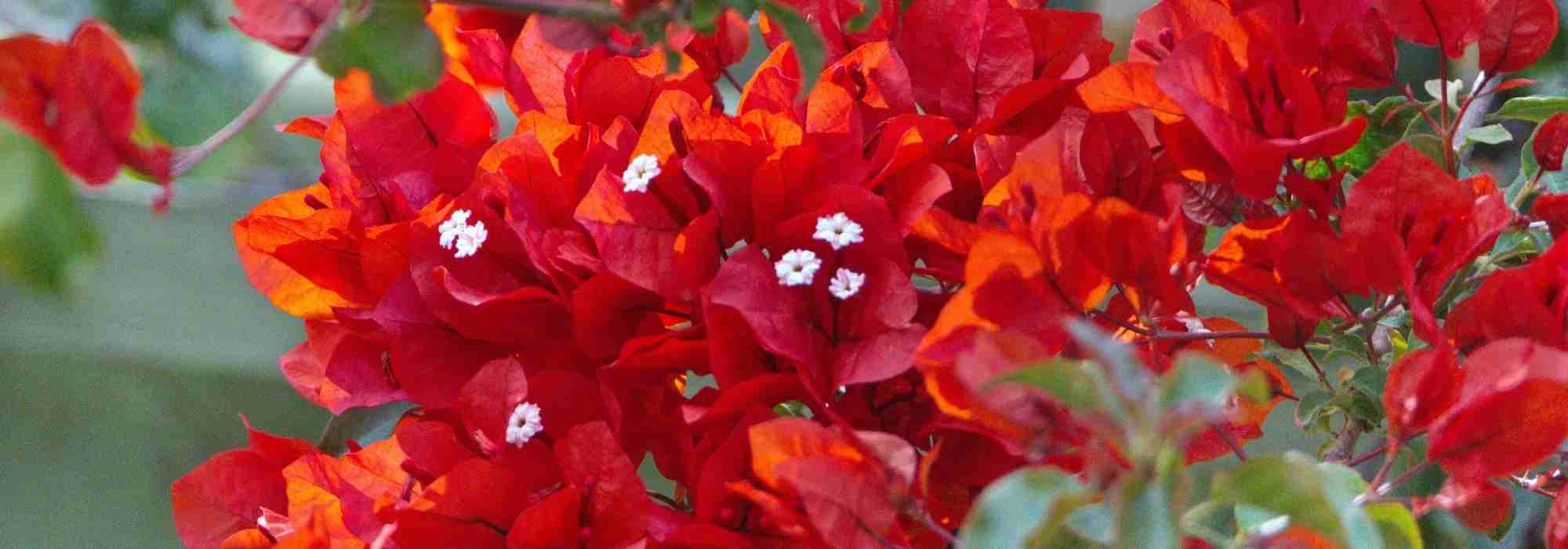 8 grimpantes à fleurs rouges