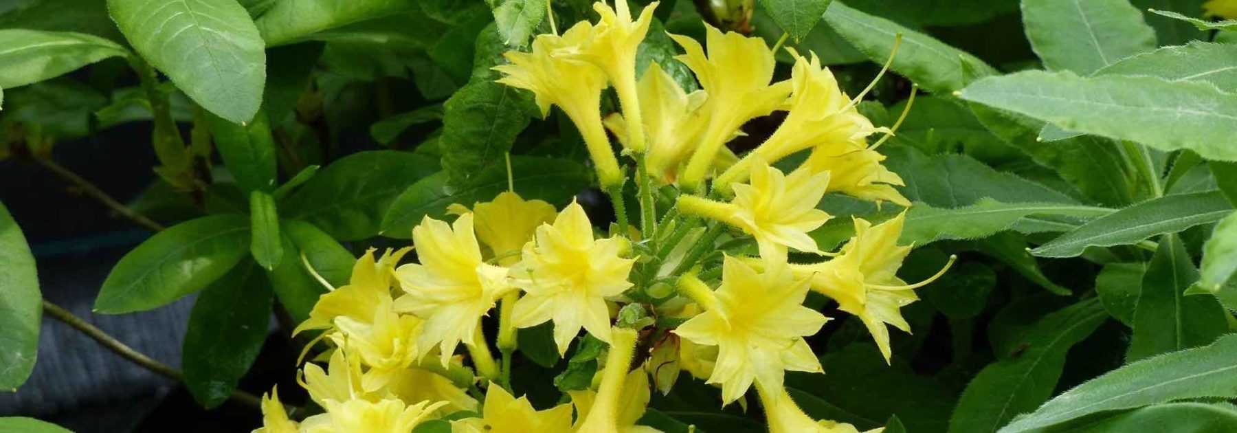 5 azalées de Chine à fleurs jaunes