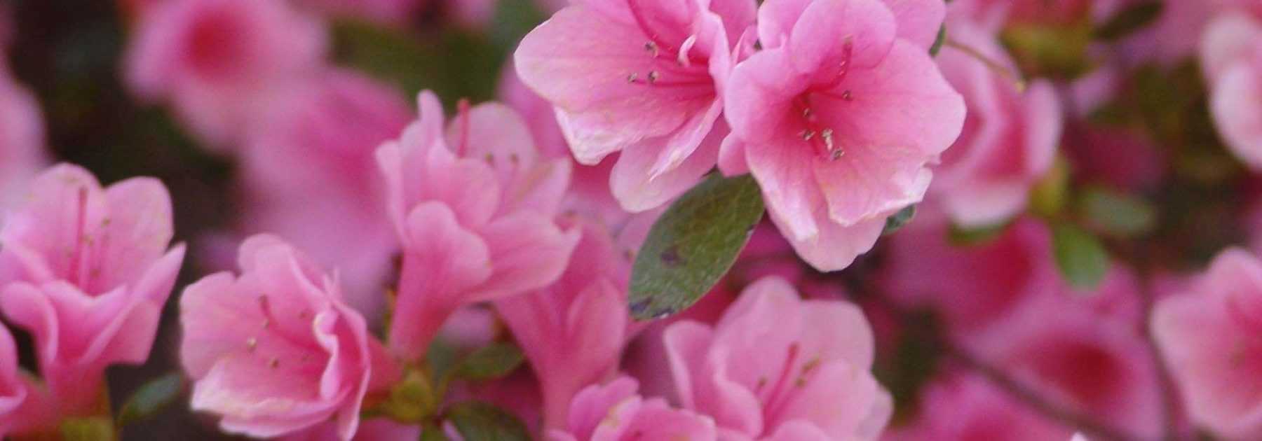 10 azalées japonaises à fleurs roses