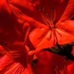 10 azalées japonaises à fleurs rouges