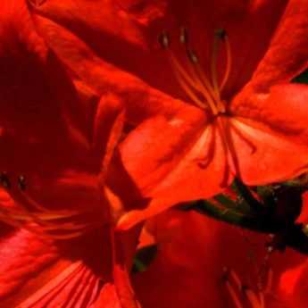 10 azalées japonaises à fleurs rouges
