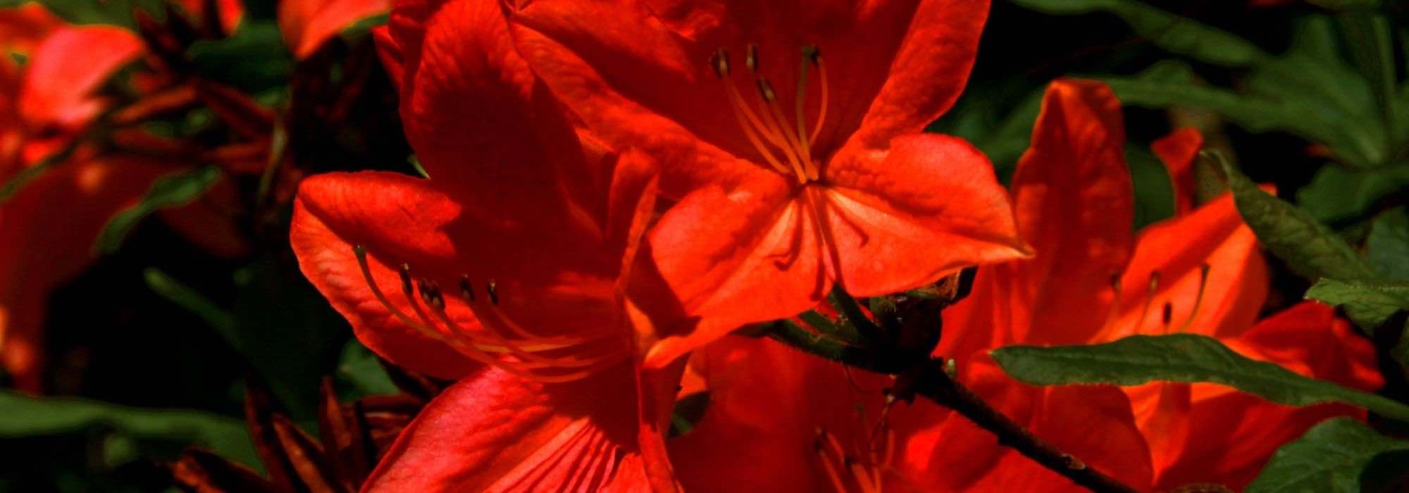 10 azalées japonaises à fleurs rouges