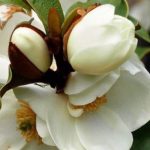 Cultiver un Magnolia en pot