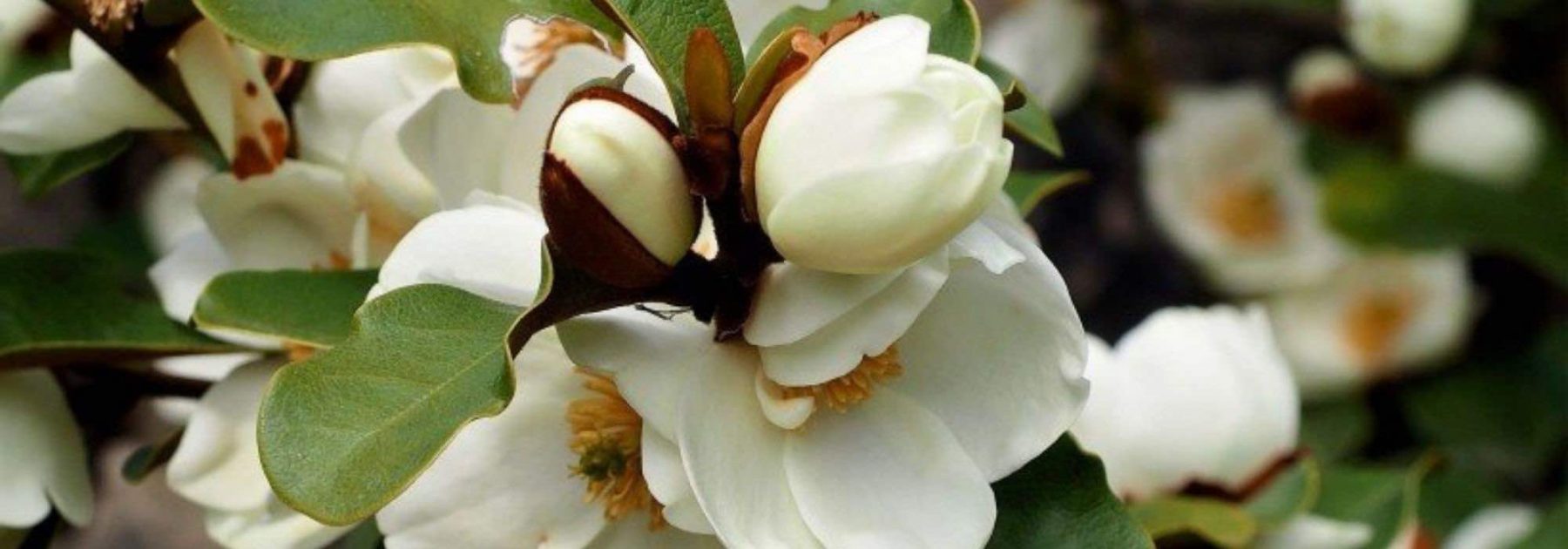 Cultiver un Magnolia en pot