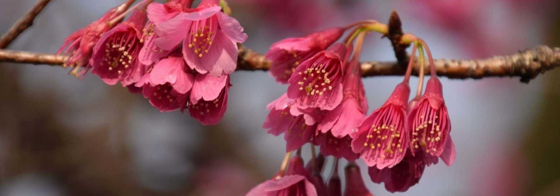 10 idées pour associer les Cerisiers du Japon