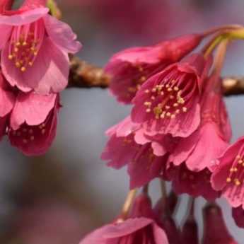 10 idées pour associer les Cerisiers du Japon