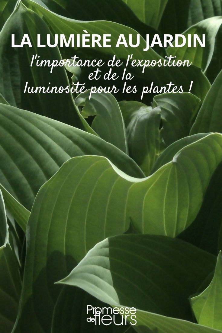 exposition plantes