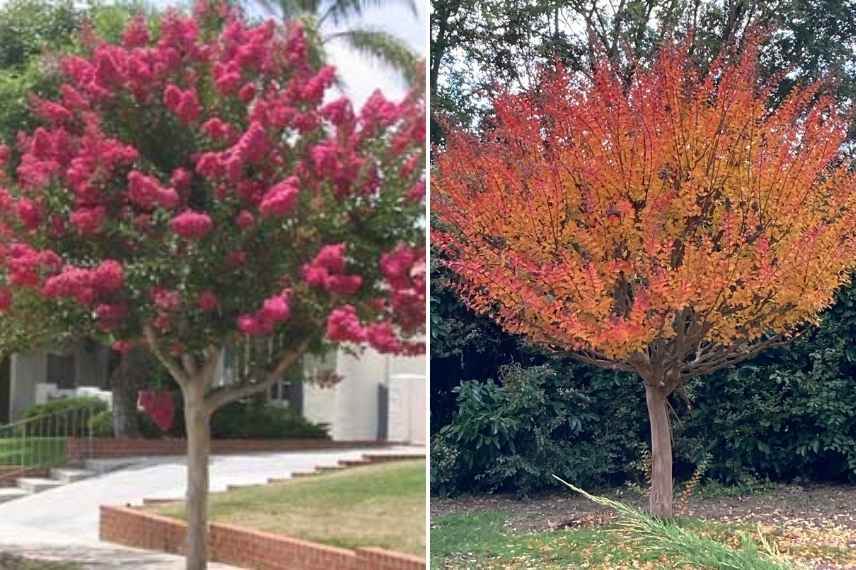 Arbustes demarrage tardif printemps,arbustes debourrement tardif, arbuste ne reprend pas