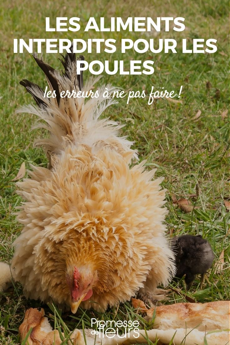 nourriture interdite poule