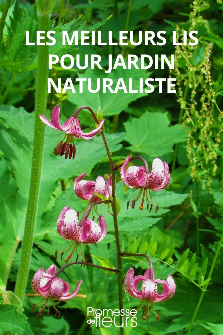 lis lys lilium pour jardin naturel champêtre